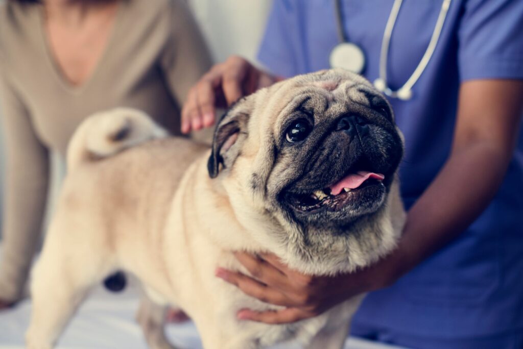 What are 3 things veterinarians do