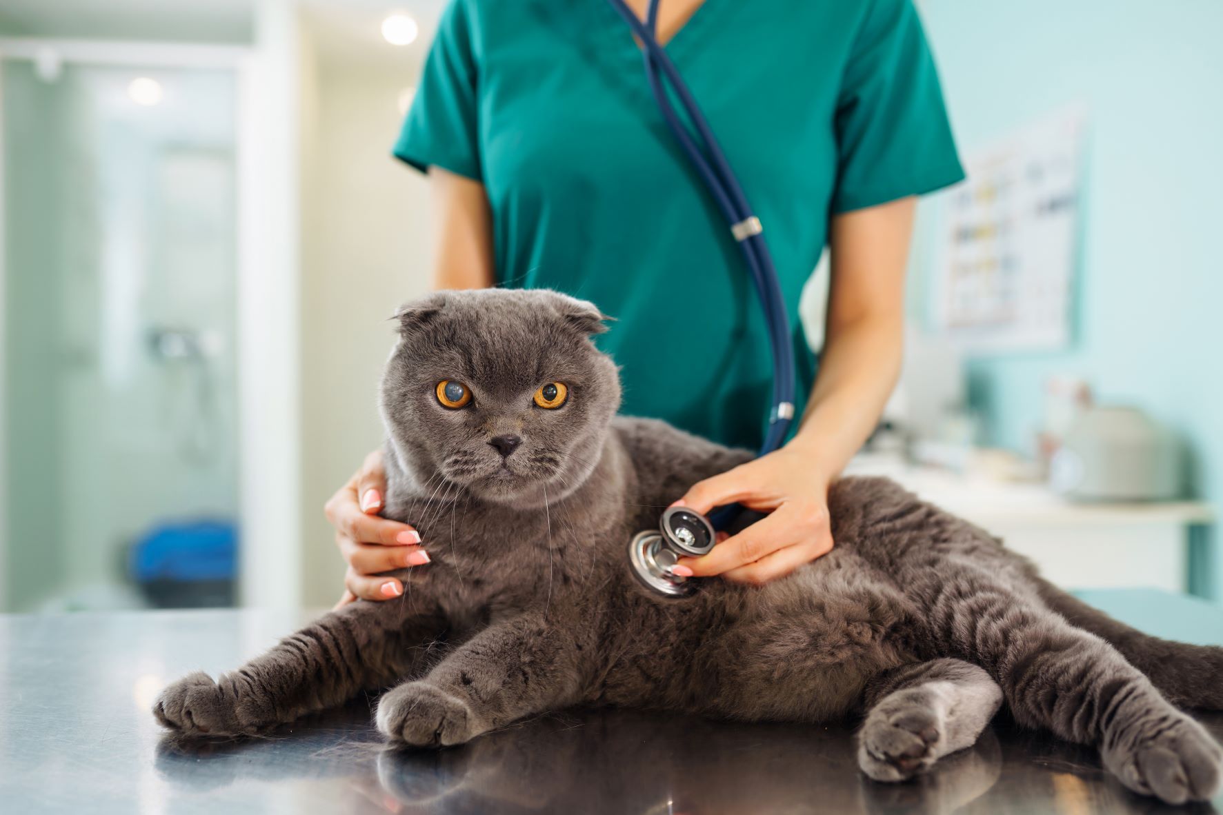 What is the meaning of veterinary Services - Svsfl